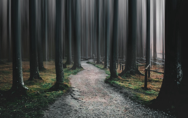Forest path trees grass city free wallpaper for desktop - medium preview image