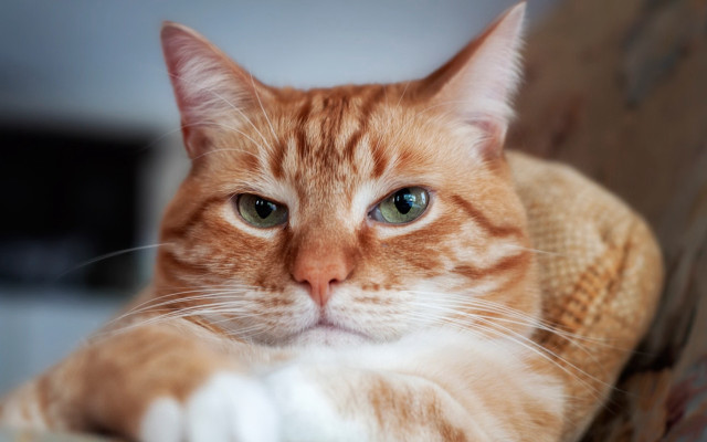 Sad white cat blue eyes free wallpaper for desktop - medium preview image