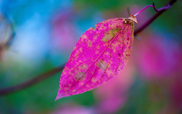 Pink leaf brown spots purple free wallpaper for desktop - medium preview image