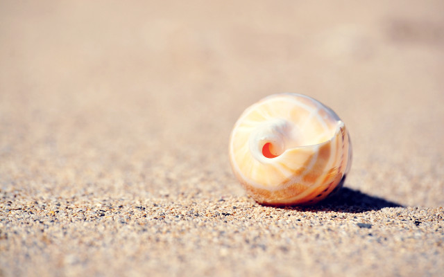 Shell red eye sand beach free wallpaper for desktop - medium preview image