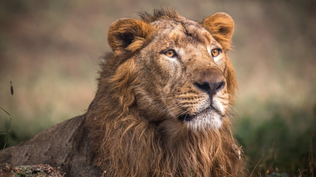 Lion sitting grass serious look free wallpaper for desktop - medium preview image