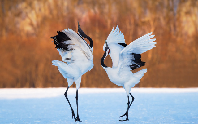 White birds spread wings snow free wallpaper for desktop - medium preview image