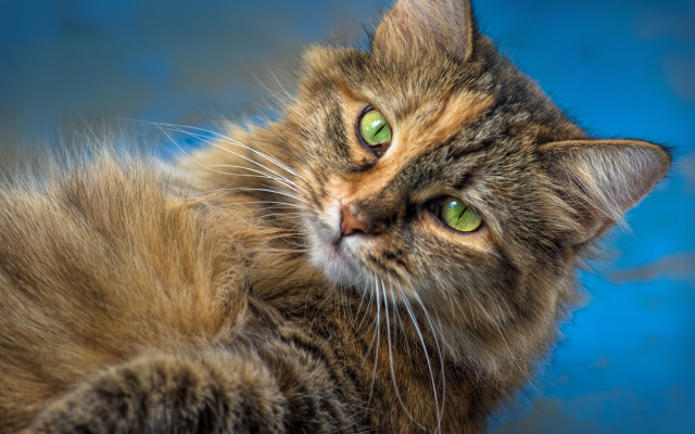 Cat green eyes blue surface #2 free wallpaper for desktop - medium preview image