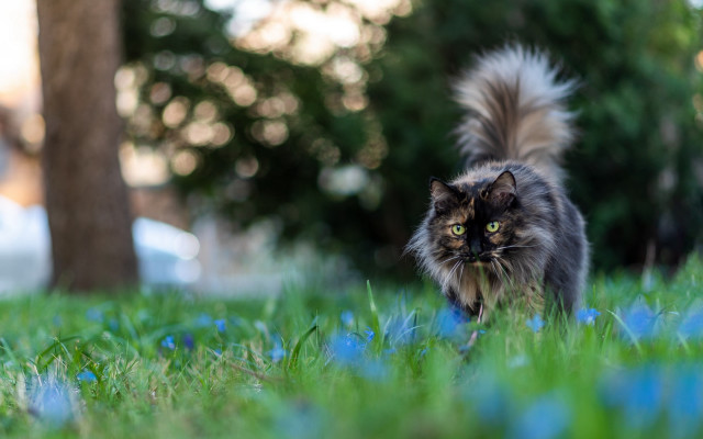 Cat grass trees blue ribbon free wallpaper for desktop - medium preview image