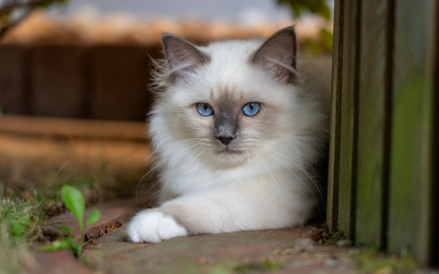 White cat blue eyes laying free wallpaper for desktop - medium preview image