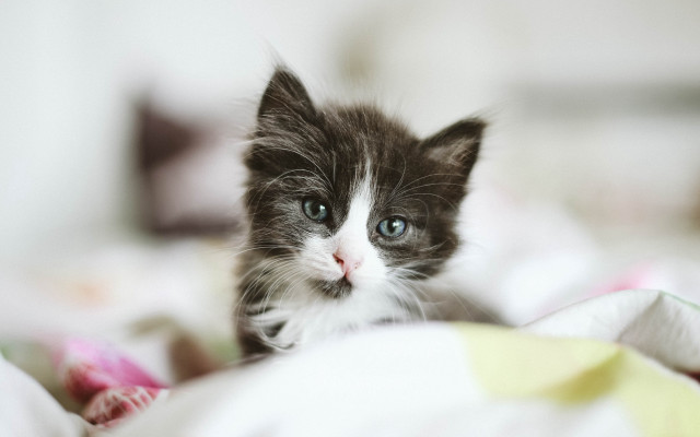 Kitten blue eyes bed flower free wallpaper for desktop - medium preview image