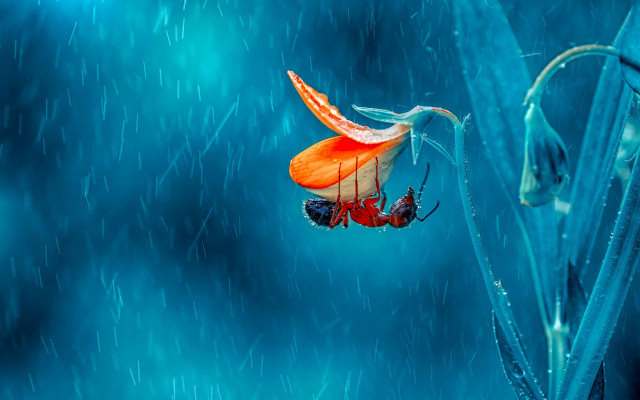 Red blue butterfly blue flower free wallpaper for desktop - medium preview image