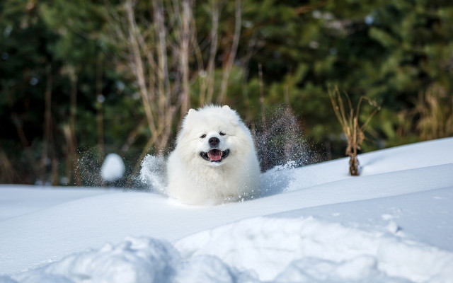White dog running snow woods free wallpaper for desktop - medium preview image
