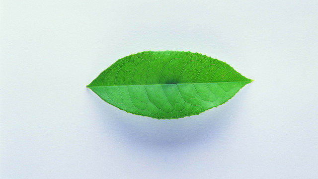 Green leaf white surface reflection free wallpaper for desktop - medium preview image