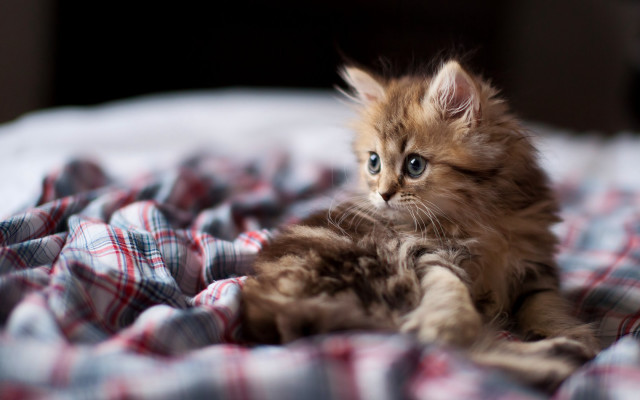 Kitten bed plaid cute photorealistic free wallpaper for desktop - medium preview image