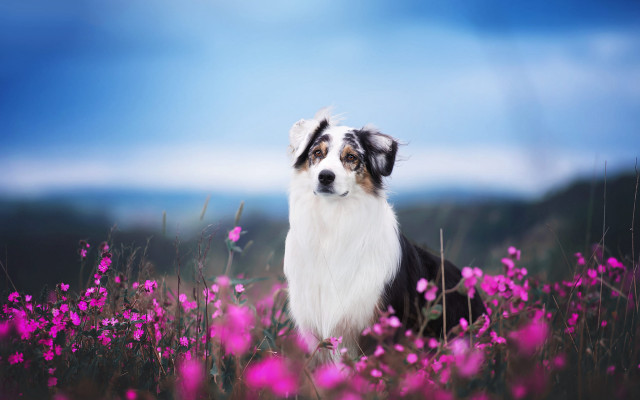 Dog flower field clouds sky free wallpaper for desktop - medium preview image