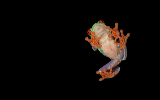 Frog orange green legs black free wallpaper for desktop - medium preview image