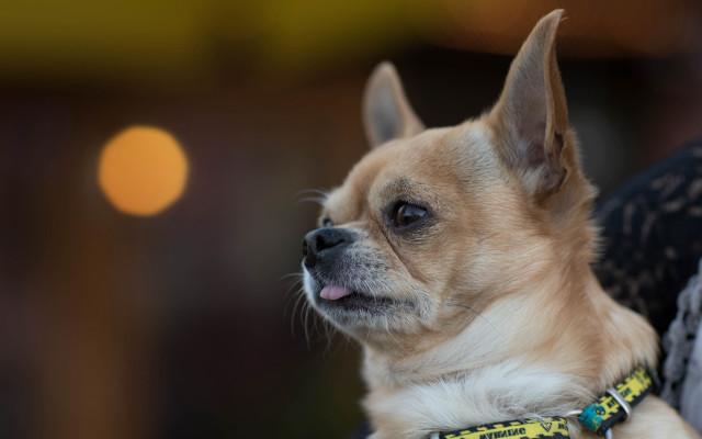 Small dog lap tilt shift free wallpaper for desktop - medium preview image