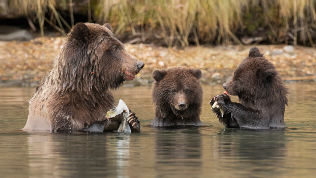 Bears fish duck water wildlife free wallpaper for desktop - medium preview image