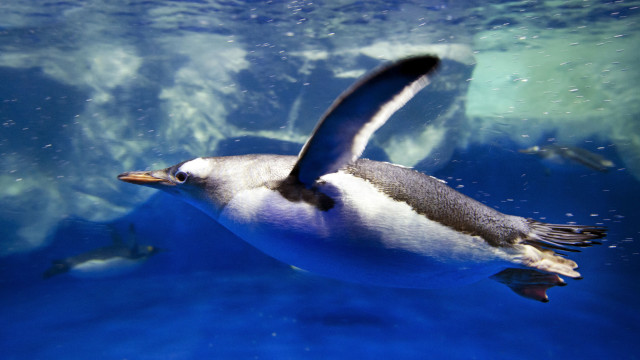 Penguin flying over water bubbles free wallpaper for desktop - medium preview image