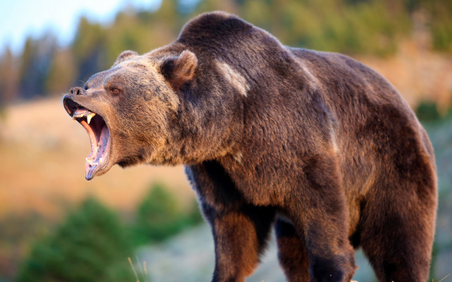 Brown bear open mouth wildlife free wallpaper for desktop - medium preview image