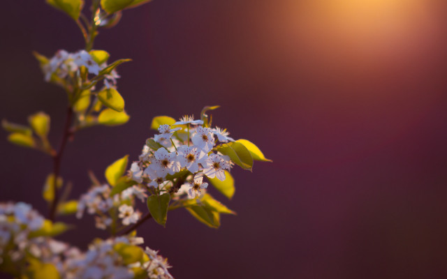Flower field bokeh anamorphic lensflare free wallpaper for desktop - medium preview image