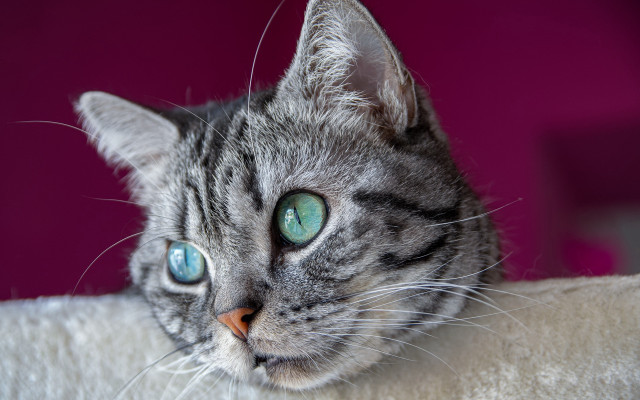 Cat blue eyes laying white free wallpaper for desktop - medium preview image