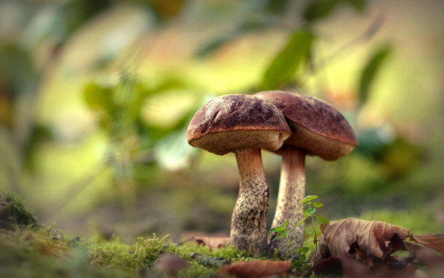 Mushrooms green field forest macro free wallpaper for desktop - medium preview image
