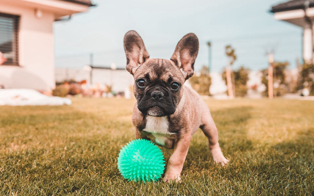 Small dog green ball grass free wallpaper for desktop - medium preview image