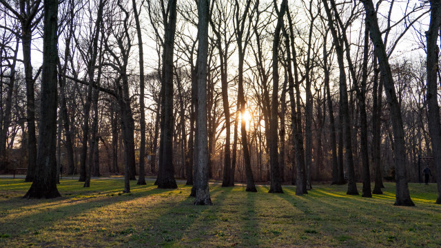 Sunshine park trees branch cherry free wallpaper for desktop - medium preview image