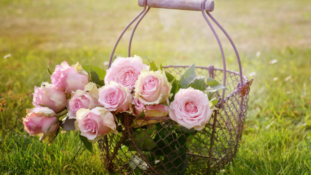 Basket pink roses fence grass free wallpaper for desktop - medium preview image