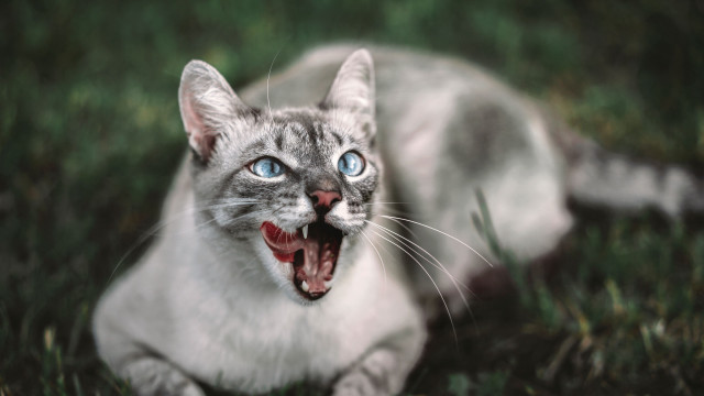 Wide mouthed cat blurry background free wallpaper for desktop - medium preview image