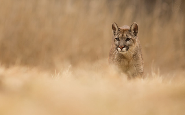 Mountain lion dry grass tilt free wallpaper for desktop - medium preview image