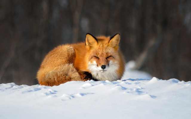 Red fox snow closed eyes free wallpaper for desktop - medium preview image