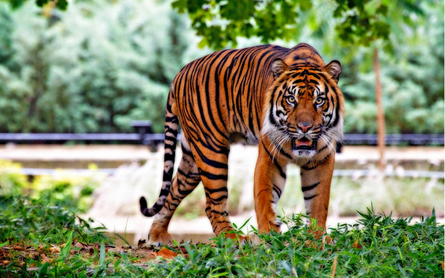 Lush green forest tiger walking free wallpaper for desktop - medium preview image