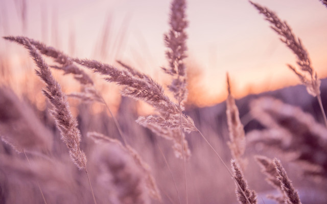 Sunset tall grass blurred forest free wallpaper for desktop - medium preview image