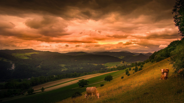 Cows grazing hilly landscape cloudy free wallpaper for desktop - medium preview image