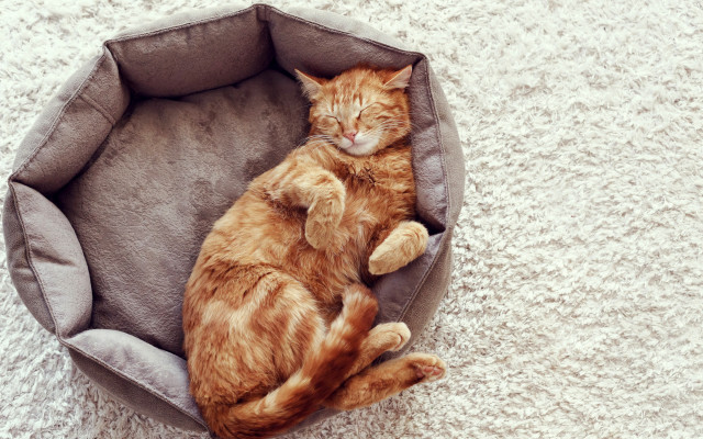 Cat bed orange sleeping carlos free wallpaper for desktop - medium preview image