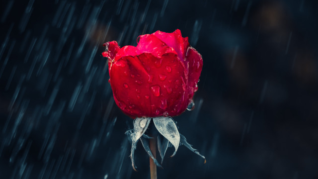 Red rose water droplets rain #3 free wallpaper for desktop - medium preview image