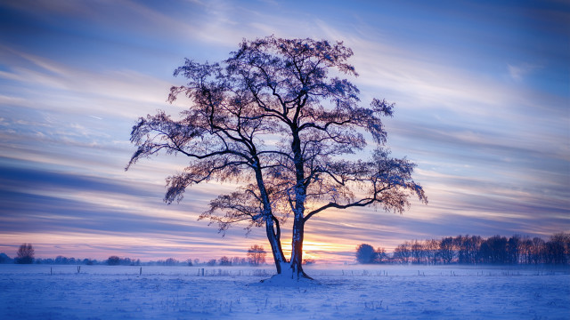 Lone tree snowy field sunset #3 free wallpaper for desktop - medium preview image
