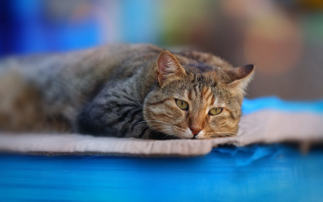 Cat blue surface tiltshift blurry free wallpaper for desktop - medium preview image