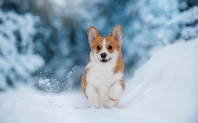Small dog snow woods blurry free wallpaper for desktop - medium preview image