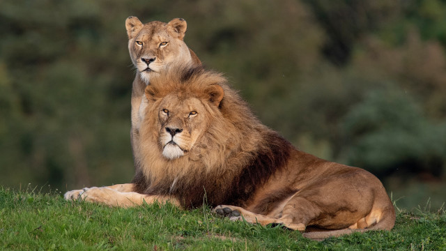 Lions on grassy hill nature #2 free wallpaper for desktop - medium preview image