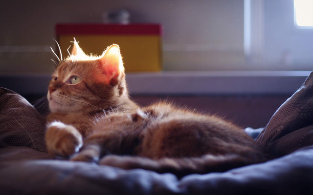 Cat light bed sunshine photorealistic free wallpaper for desktop - medium preview image