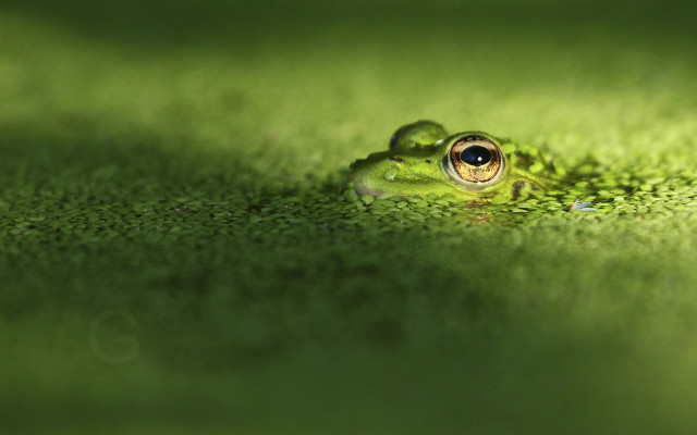 Frog large eye green surface free wallpaper for desktop - medium preview image