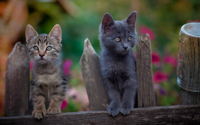 Kittens fence flowers portrait animal free wallpaper for desktop - medium preview image