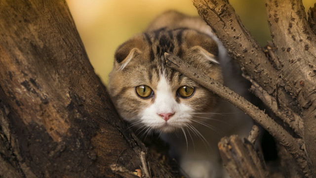 Cat peeking tree branch yellow free wallpaper for desktop - medium preview image