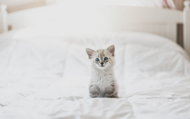 Tiny kitten white bed minimalism #2 free wallpaper for desktop - medium preview image