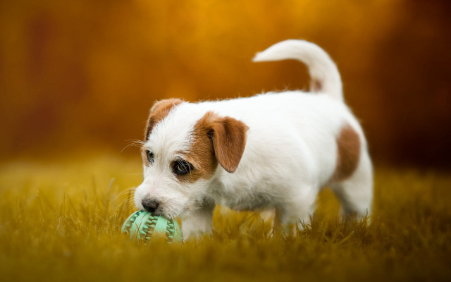 Small white brown dog green free wallpaper for desktop - medium preview image