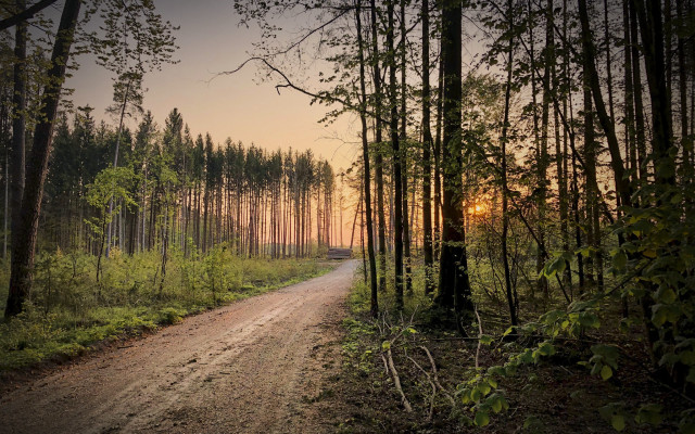Dirt road forest sunset ecological free wallpaper for desktop - medium preview image