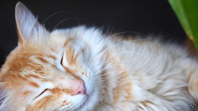 Cat sleeping table plant green free wallpaper for desktop - medium preview image