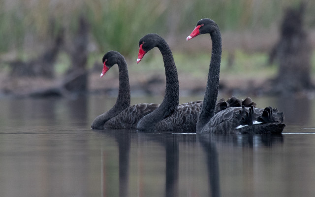 Black swans lake babies grass free wallpaper for desktop - medium preview image