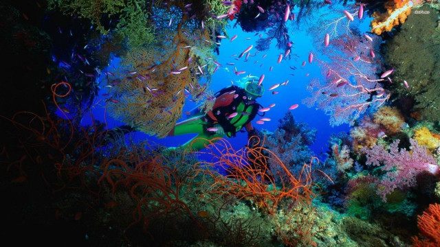 Scuba diver colorful coral reef free wallpaper for desktop - medium preview image