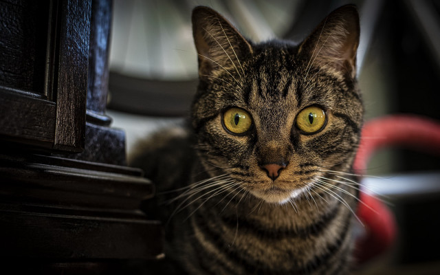 Black cat clock red cord free wallpaper for desktop - medium preview image