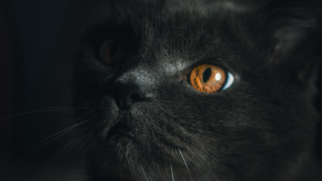 Black cat orange eyes portrait free wallpaper for desktop - medium preview image